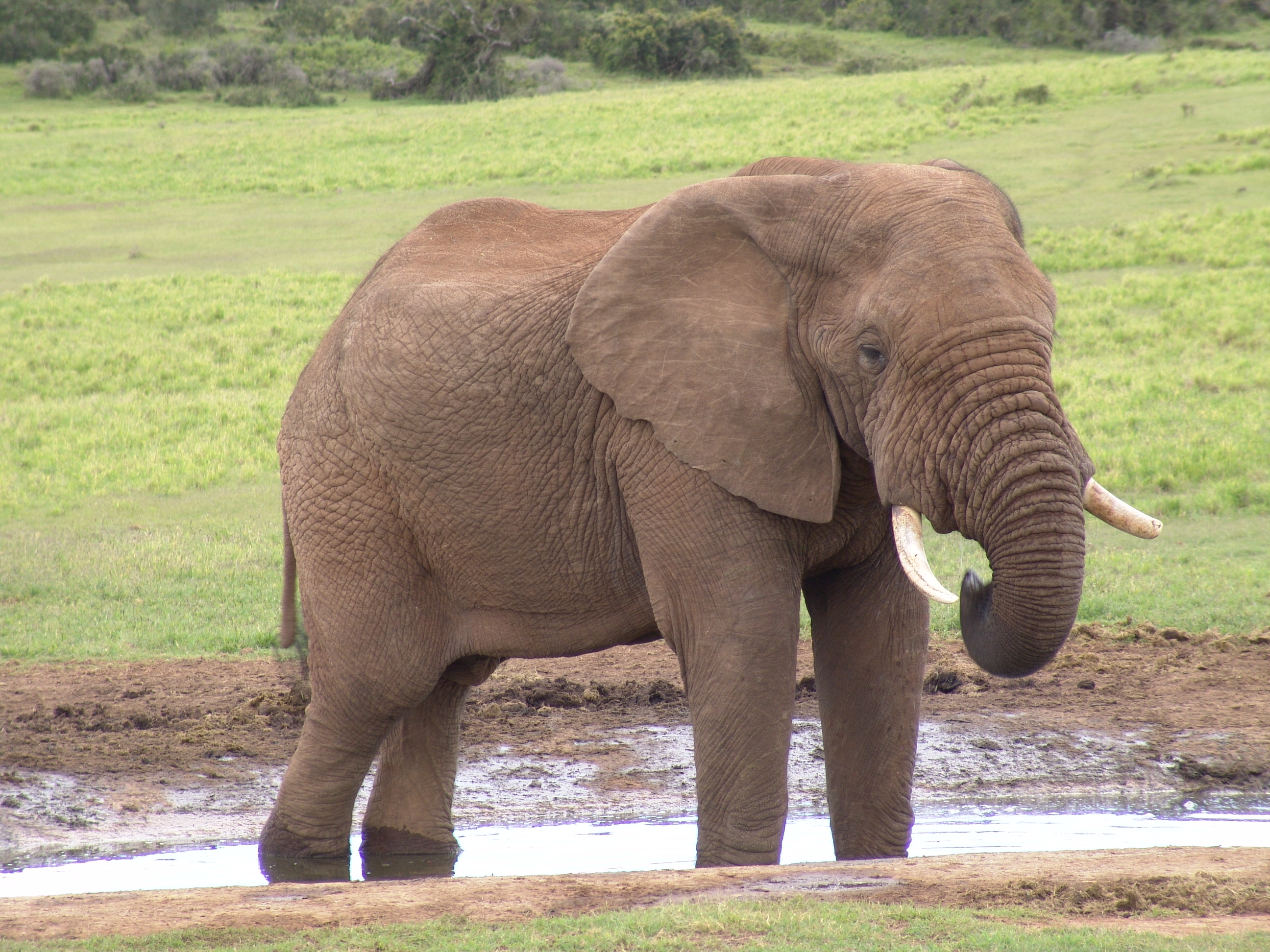 elephant[1]